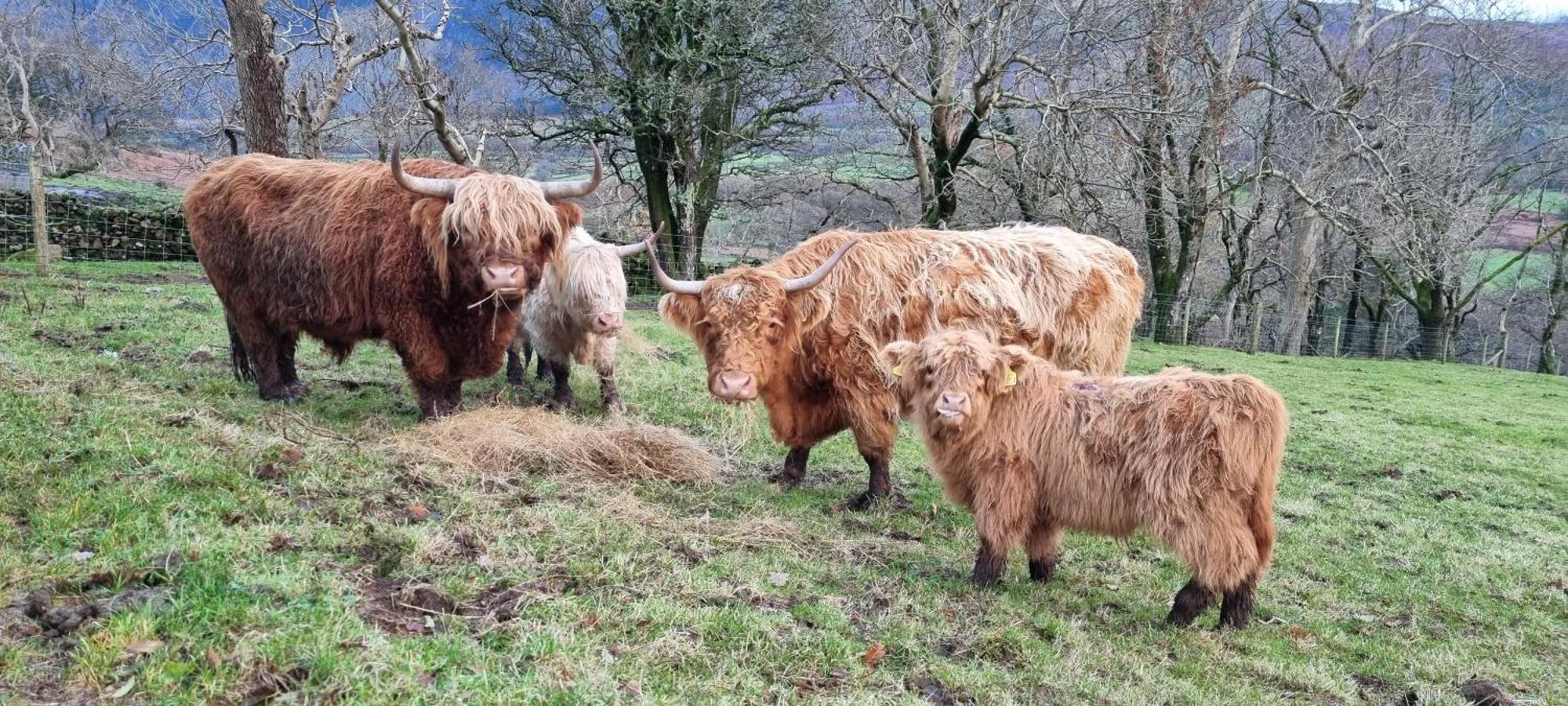 Scafell Cottage On The Big "W" Ranch Nether Wasdale Buitenkant foto